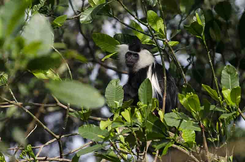 33 - Mono Colobo de Angola - parque nacional de Nyungwe - Ruanda